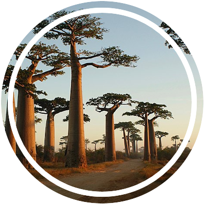 Avenue of the Baobabs, Madagascar Marker